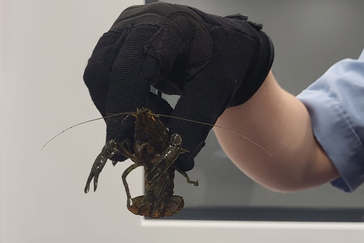 Köln NW – 21 Flusskrebse in S-Bahn gefunden