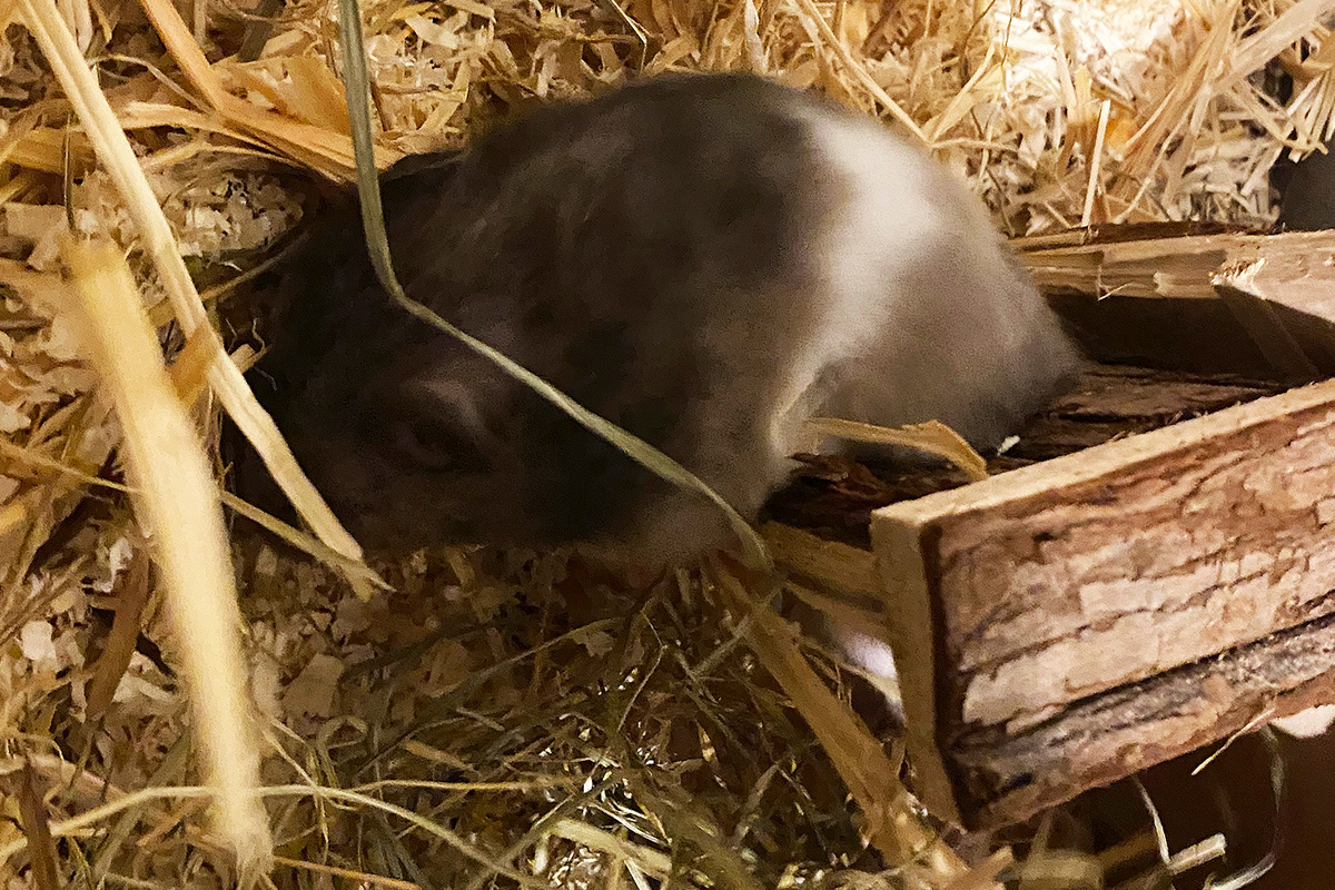 München BY – Feuerwehr befreit Hamster