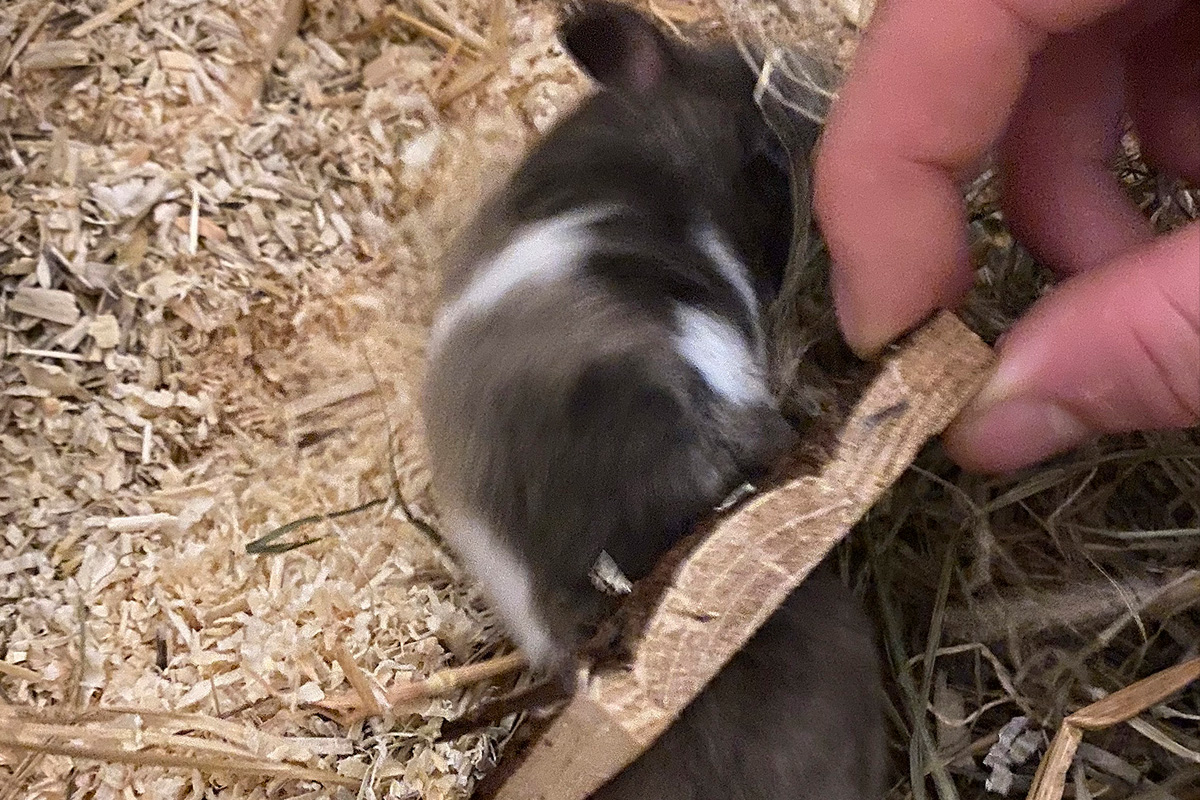 München BY – Feuerwehr befreit Hamster