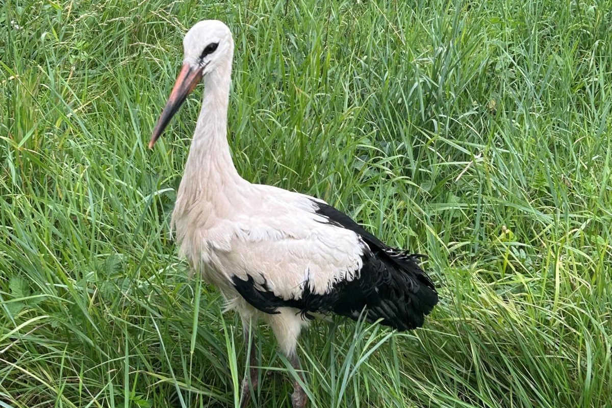 Bingen RP – Bundespolizei rettet Storch aus Gleisbereich