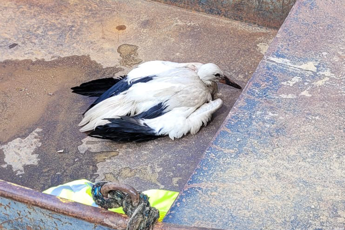 Lehrte NI – Feuerwehr rettet jungen Storch