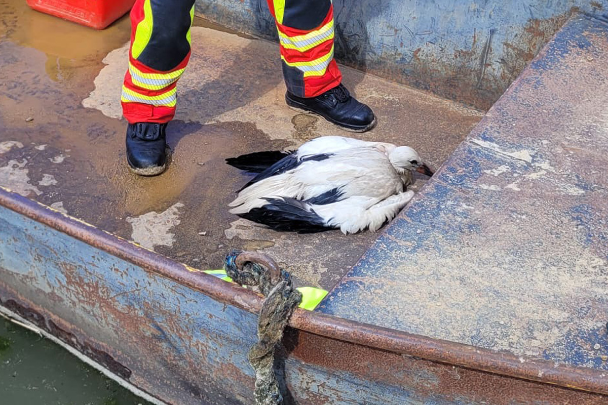 Lehrte NI – Feuerwehr rettet jungen Storch
