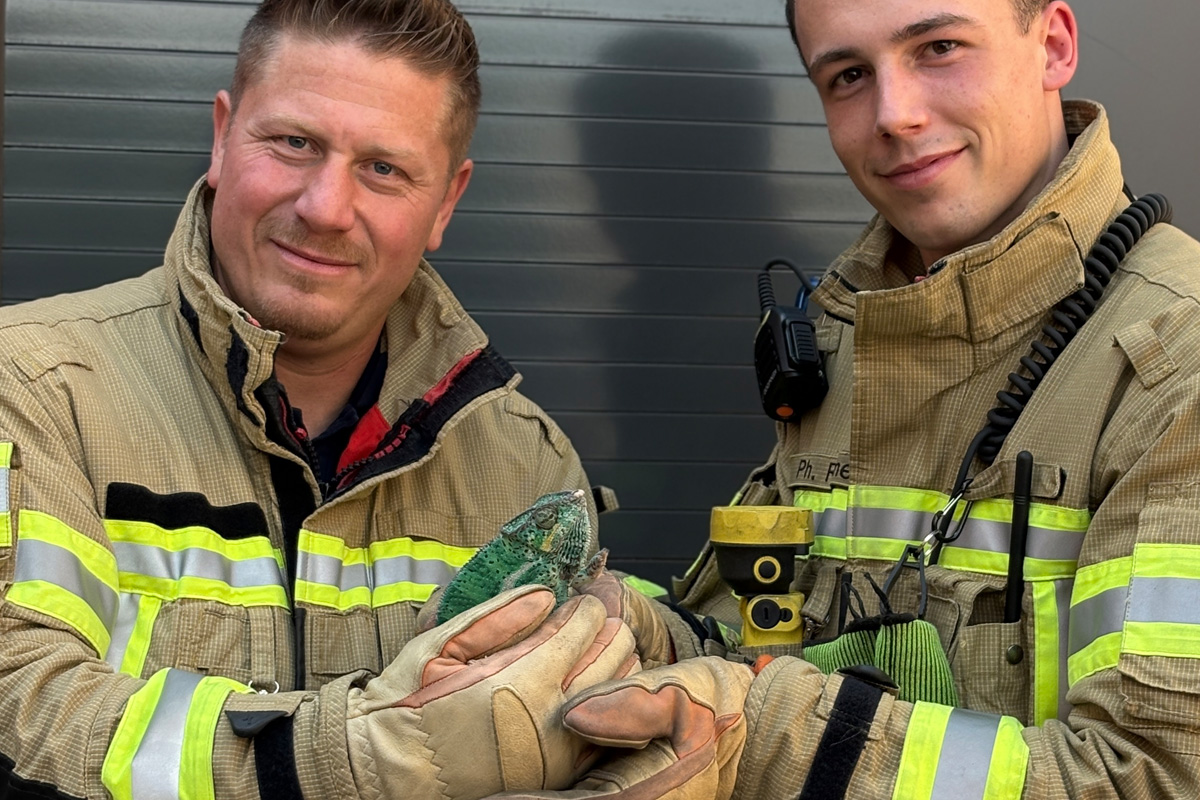 Konstanz BW – Feuerwehr rettet Chamäleon
