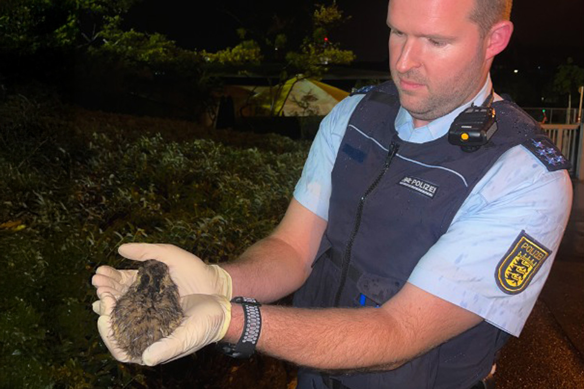 Stuttgart BW – Polizei bringt Jungtier zu Hasenmutter zurück