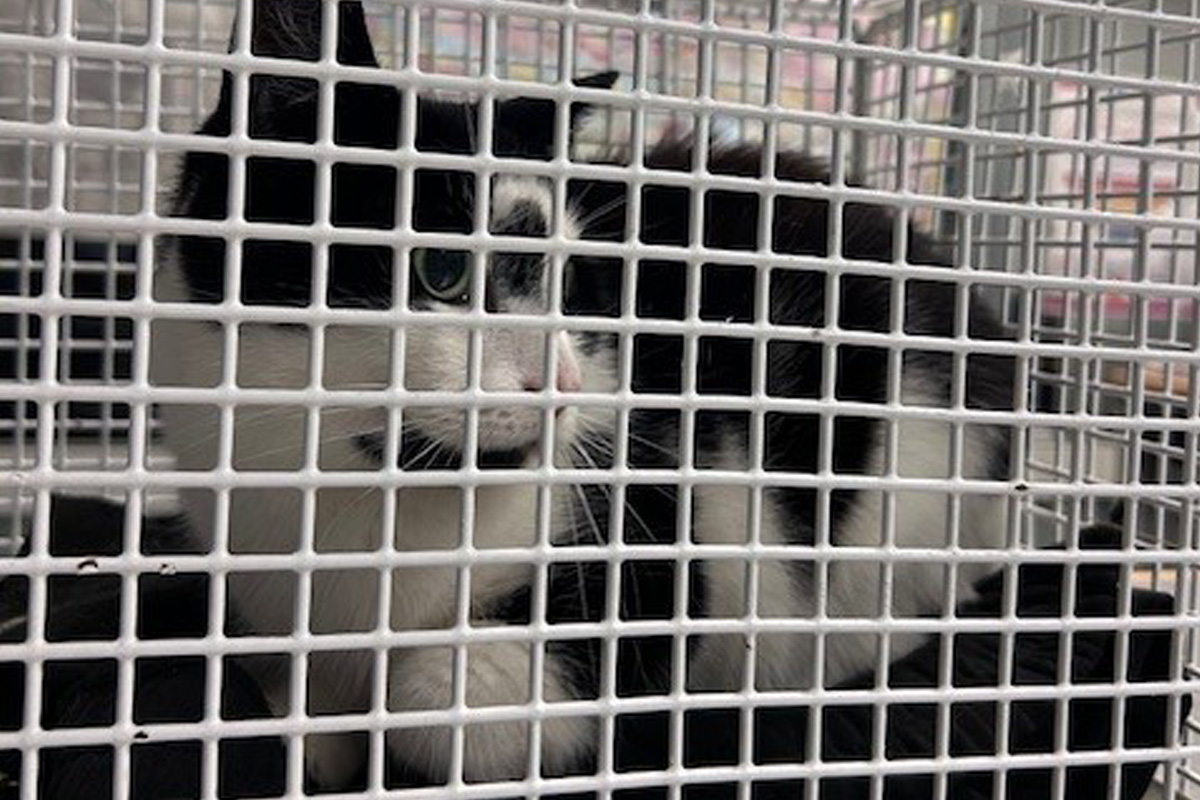 Hamburg HH – Katze nach Fahrt mit Regionalzug wieder bei Besitzerin