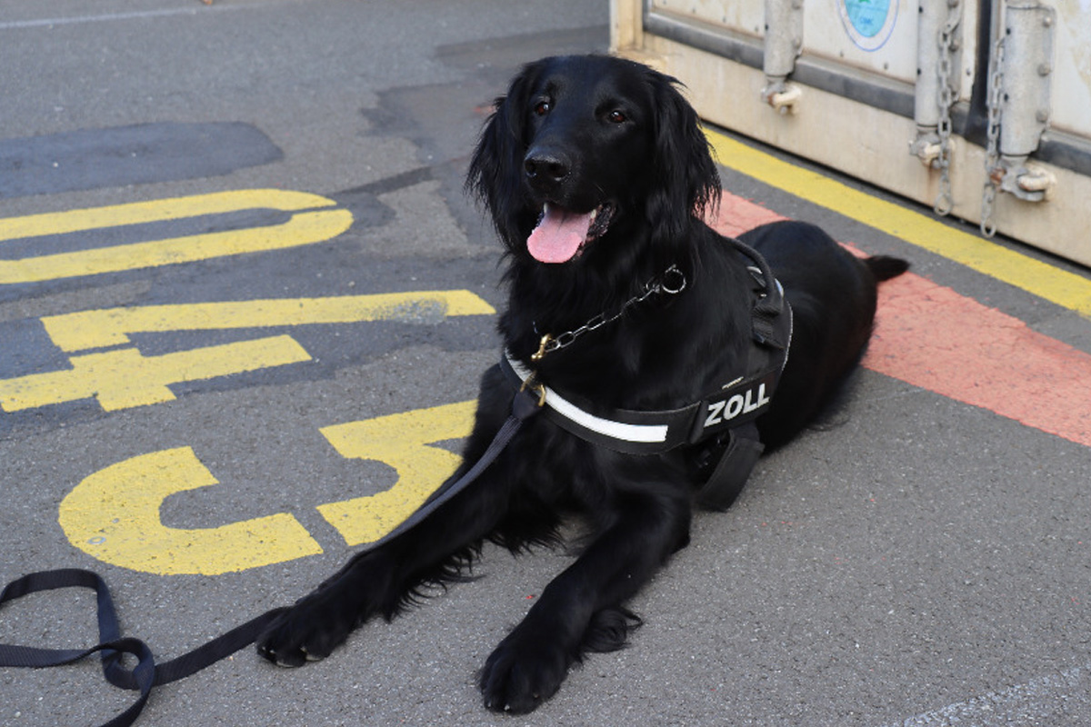 Hannover NI – Zoll stellt 408 Kilo Cannabis aus Thailand sicher