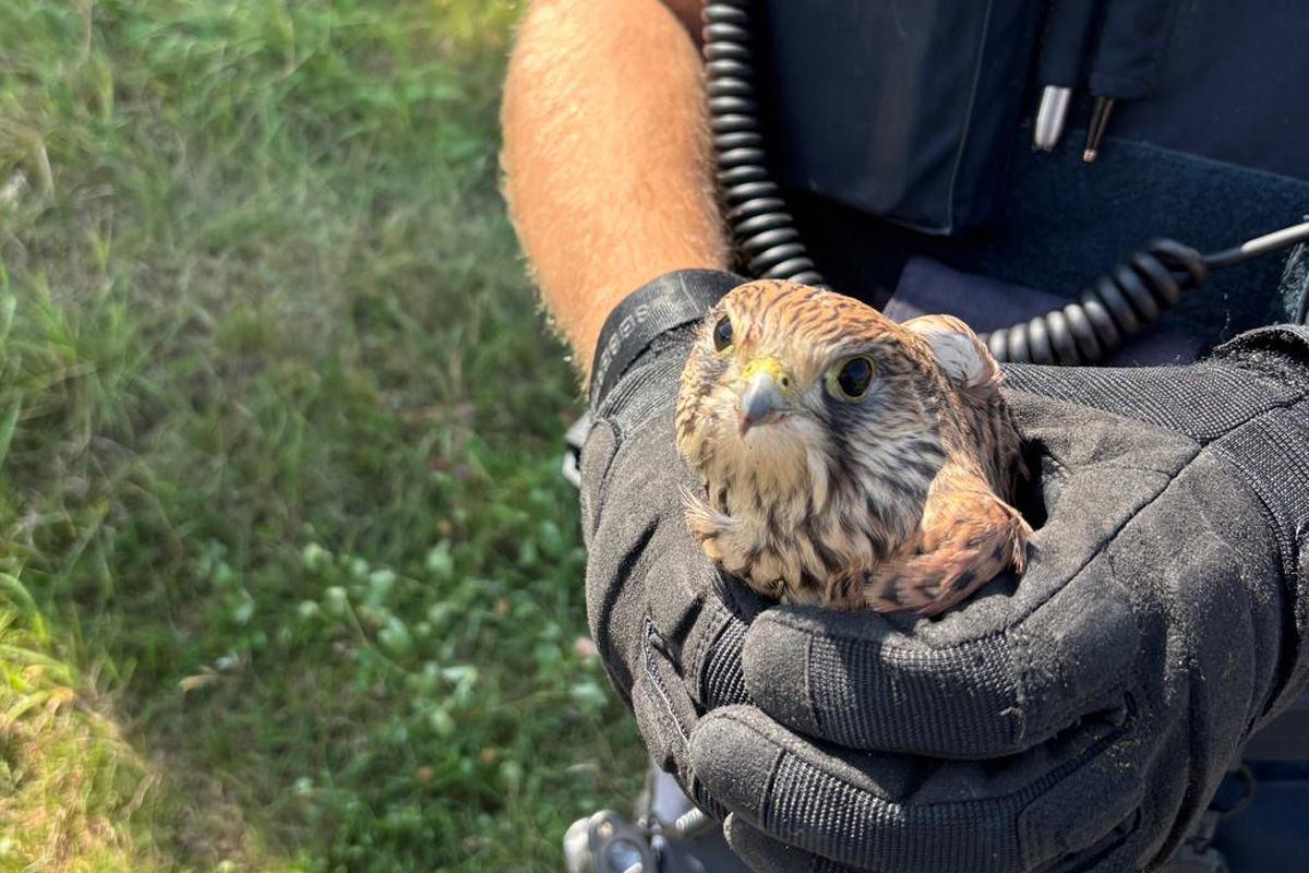 Sinntal HE – Polizei rettet verletzten Turmfalken von Landstraße