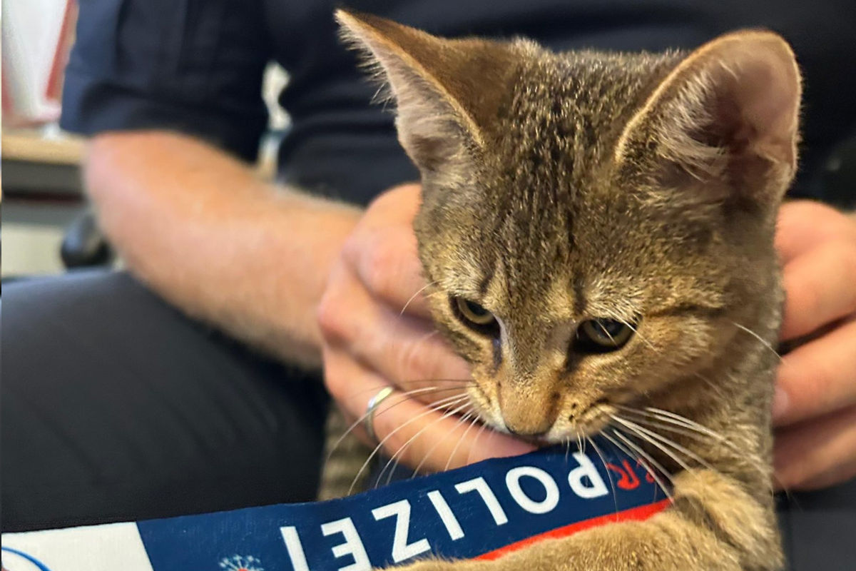 Katze gefunden in Eisenstadt B – Besitzer gesucht