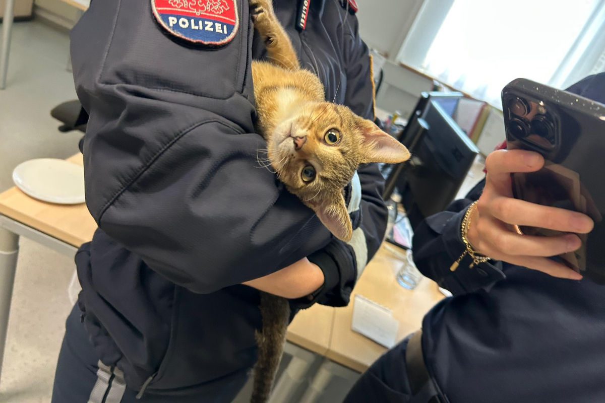 Katze gefunden in Eisenstadt B – Besitzer gesucht