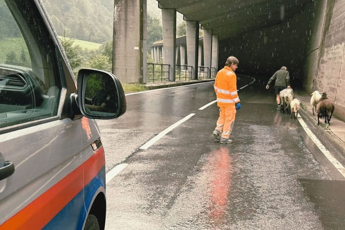 Schröcken V – Polizei eskortiert ausgebüxte Schafe