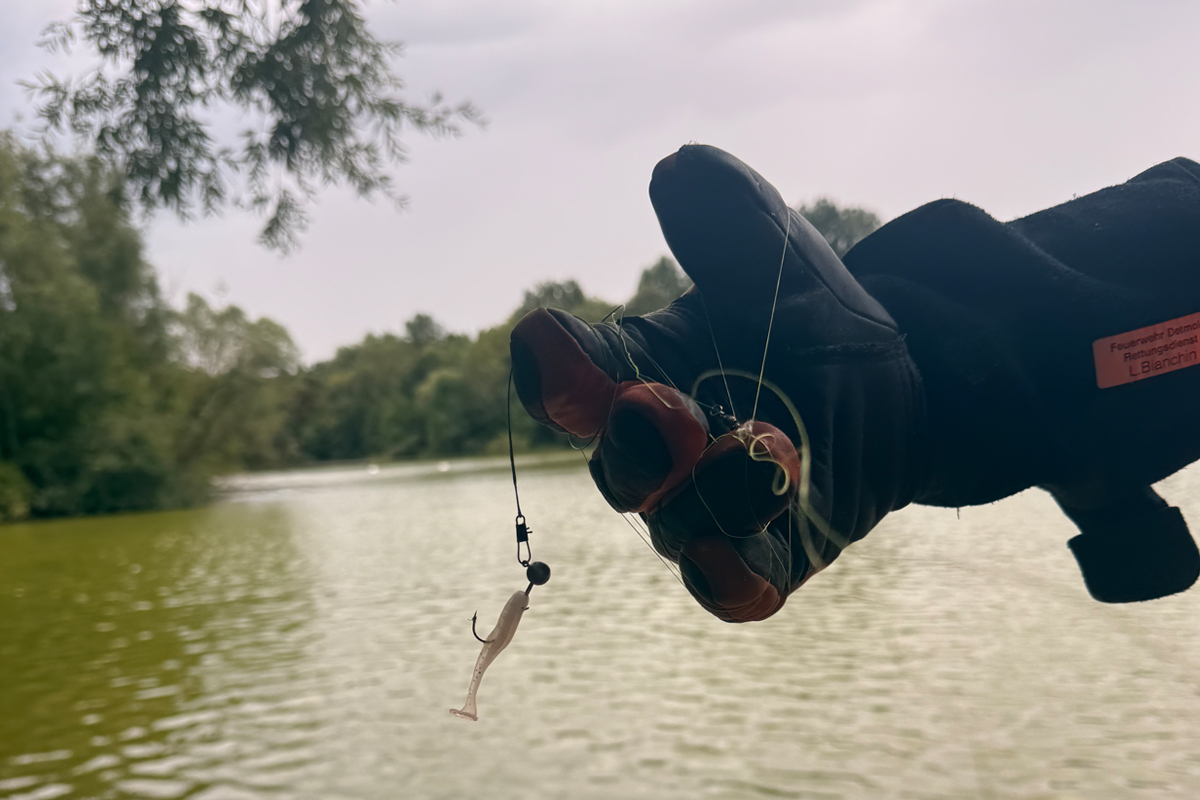 Detmold NW – Feuerwehr befreit Jungschwan aus Angelschnur