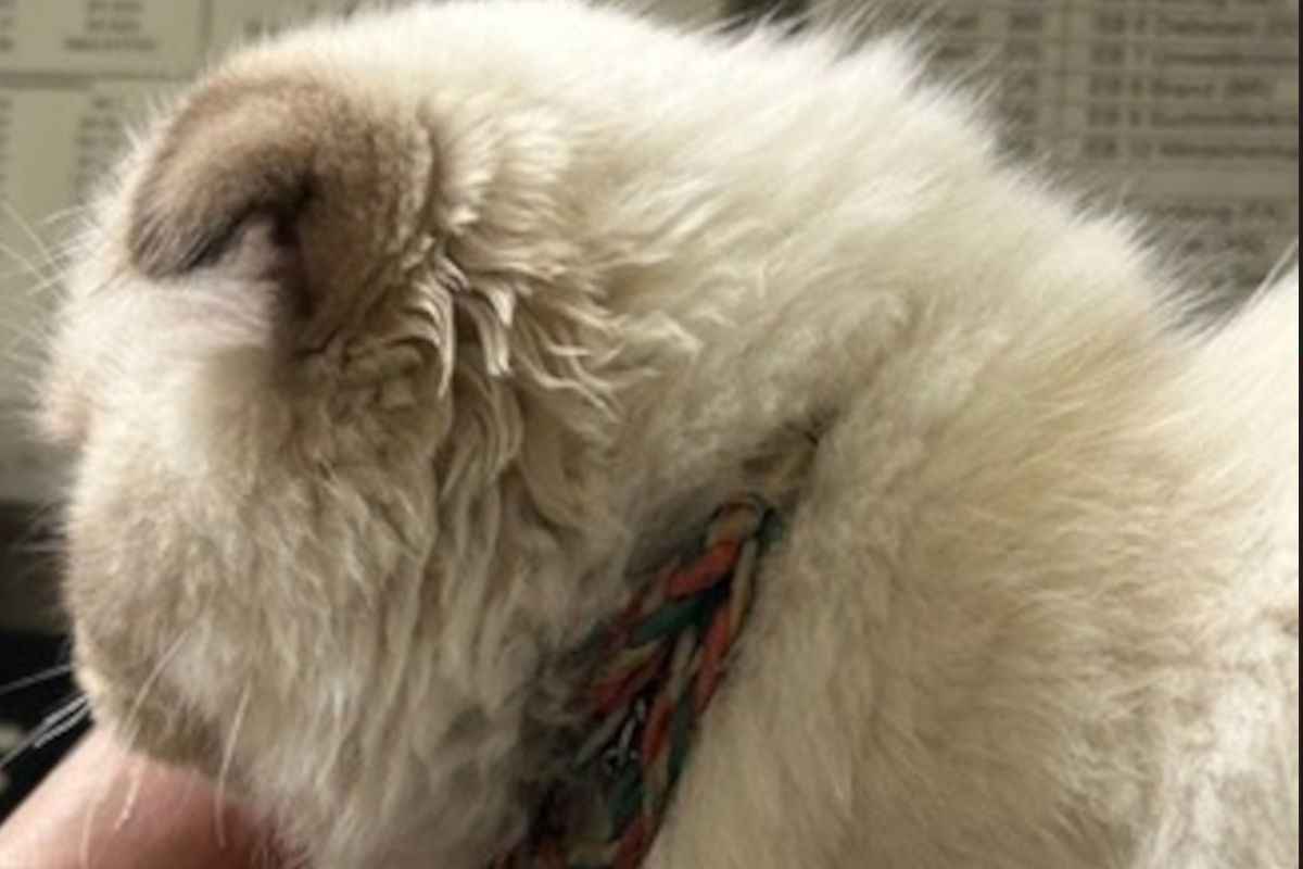 Katze aufgefunden in Salzburg – Besitzer gesucht