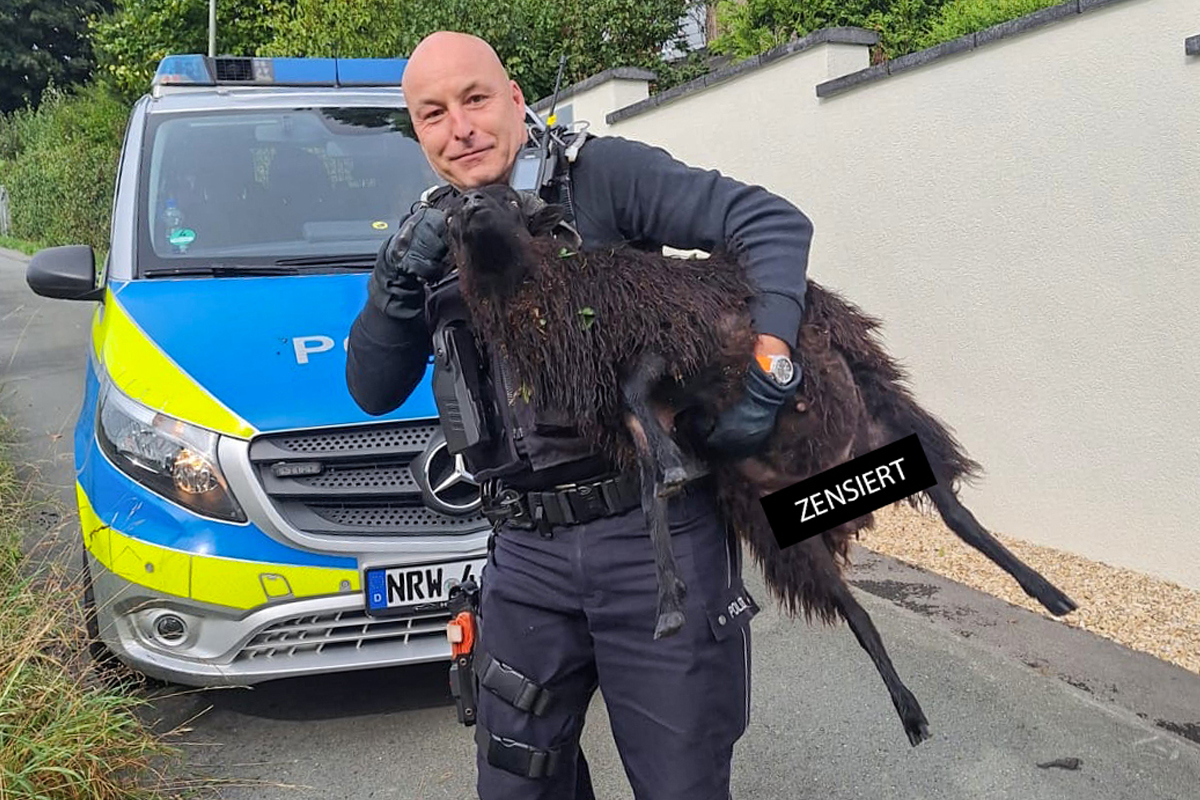 Witten NW – Ausgebüxtes Schaf im Stand-Off mit Hund