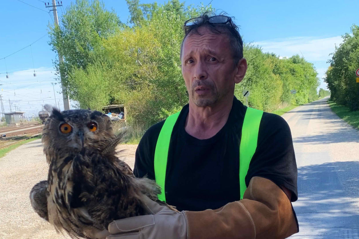 A4 Parndorf B – Uhu von Autobahn gerettet