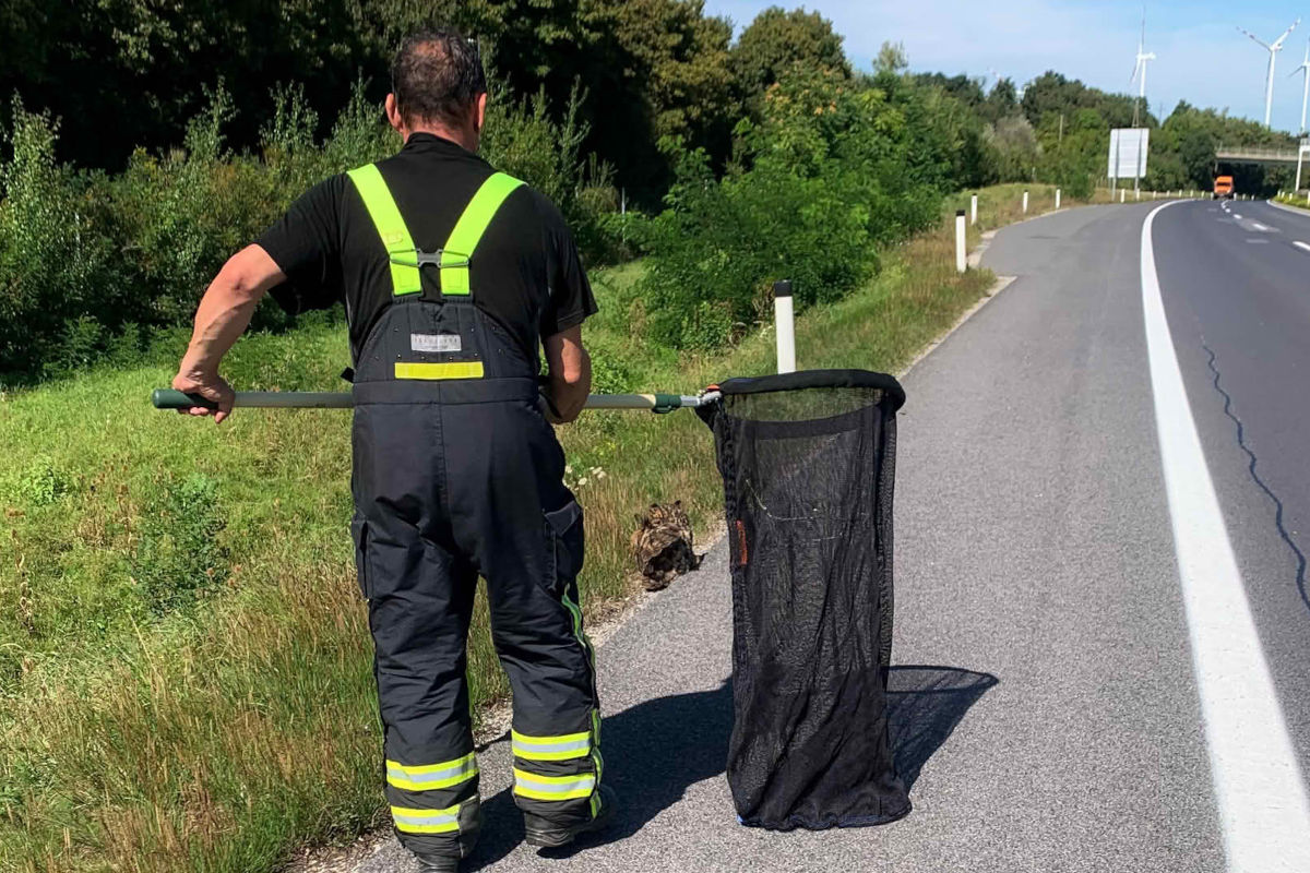A4 Parndorf B – Uhu von Autobahn gerettet