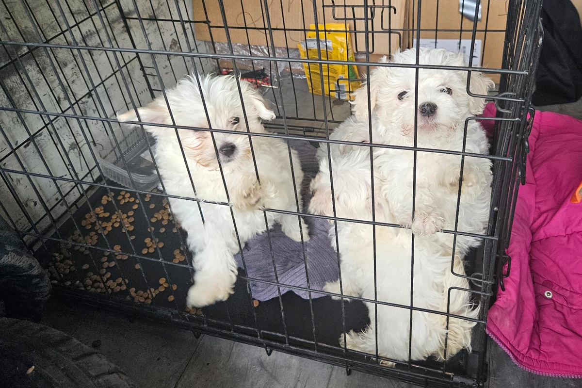 Schweinfurt BY – Zoll stoppt illegalen Hundetransport