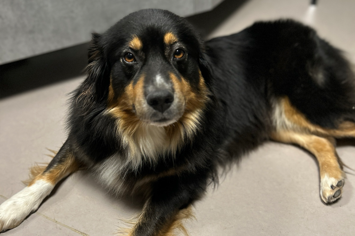 Wintersheim RP – Polizei sucht Besitzer von zugelaufenem Hund