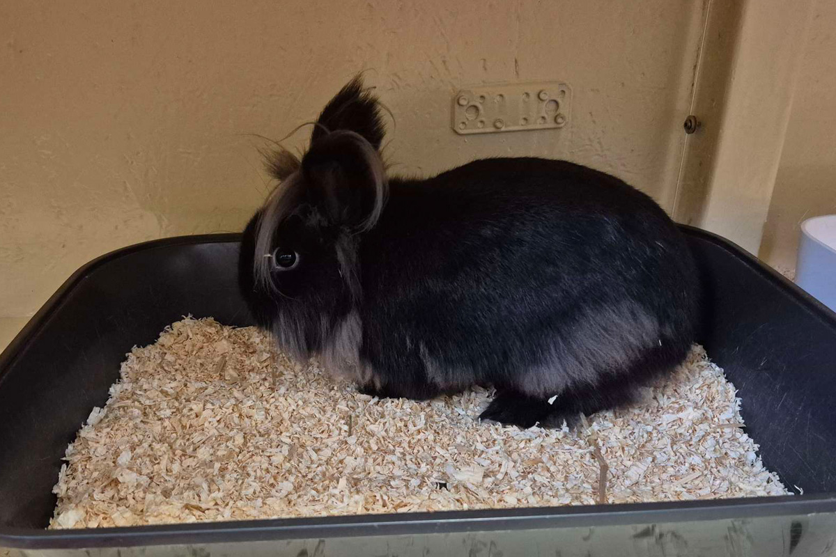 Zeugenaufruf Rastatt BW – Drei Löwenkopfhäschen ausgesetzt