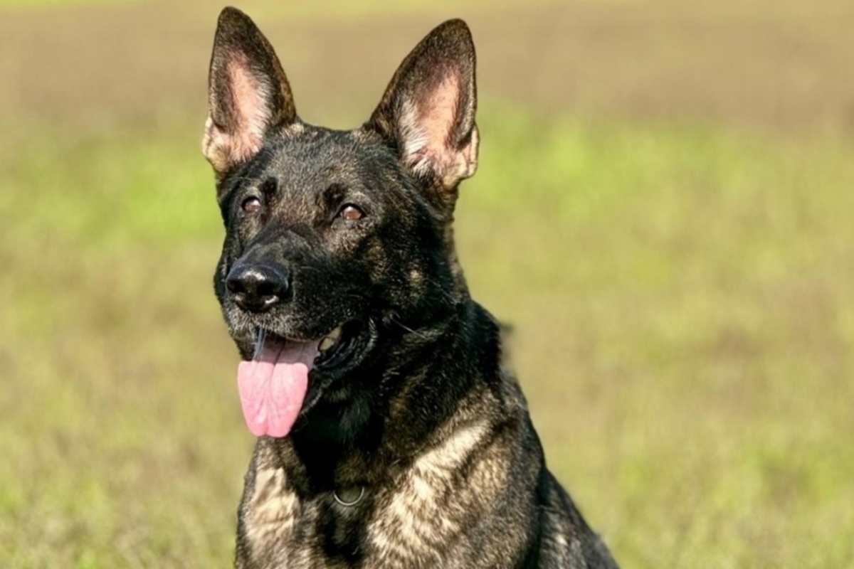 Winterthur ZH – Polizeihündin Kaya rettet geschwächten Jungigel