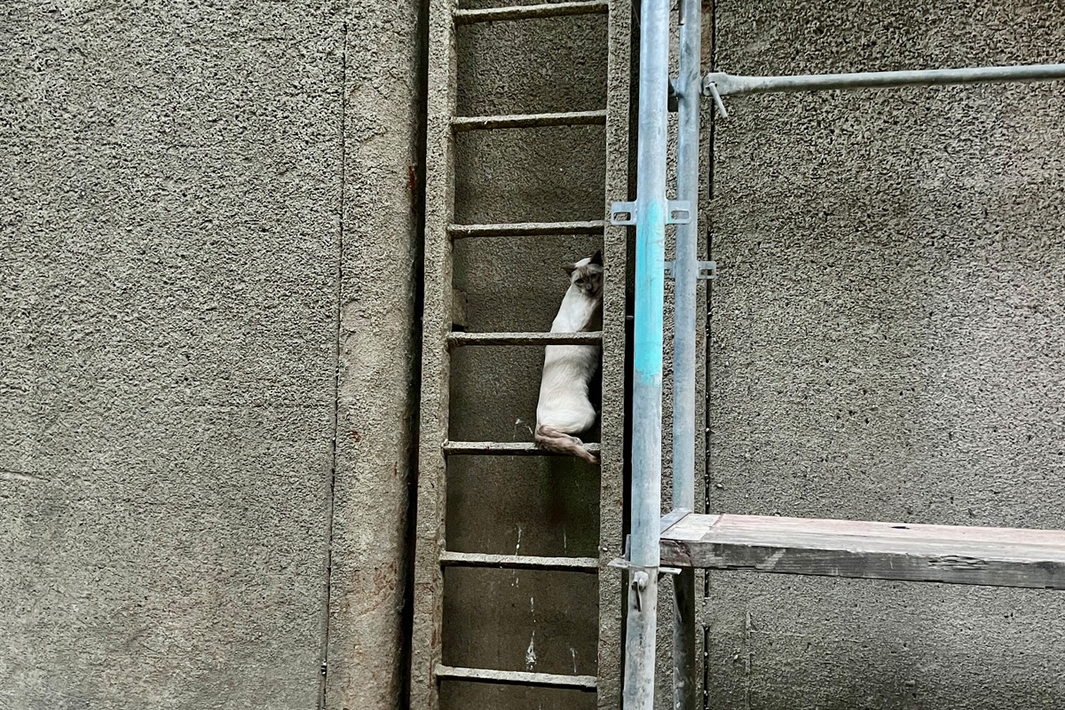 Hünxe NW – Feuerwehr rettet Katze aus Schleuse