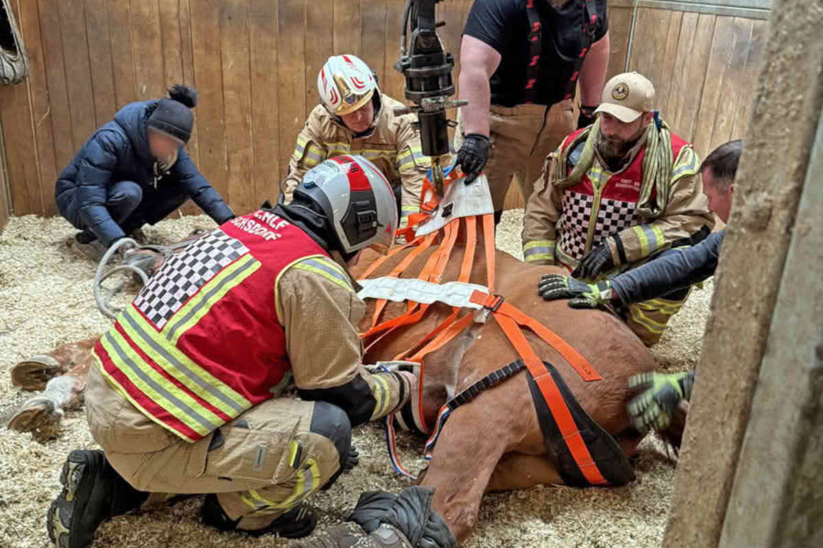 Ebreichsdorf NÖ – Feuerwehr hilft gestürztem Pferd