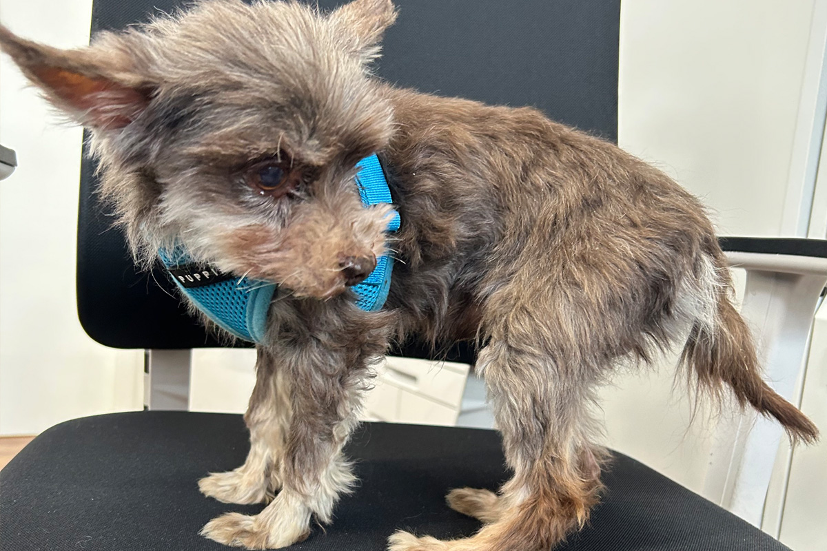 Jestetten BW – Hinweise zu ausgesetztem Hund gesucht