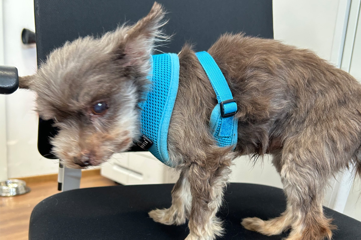 Jestetten BW – Hinweise zu ausgesetztem Hund gesucht