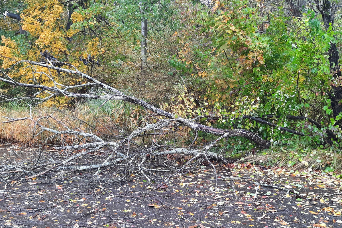 Konstanz BW – Zahlreiche umgestürzte Bäume nach Sturmtief