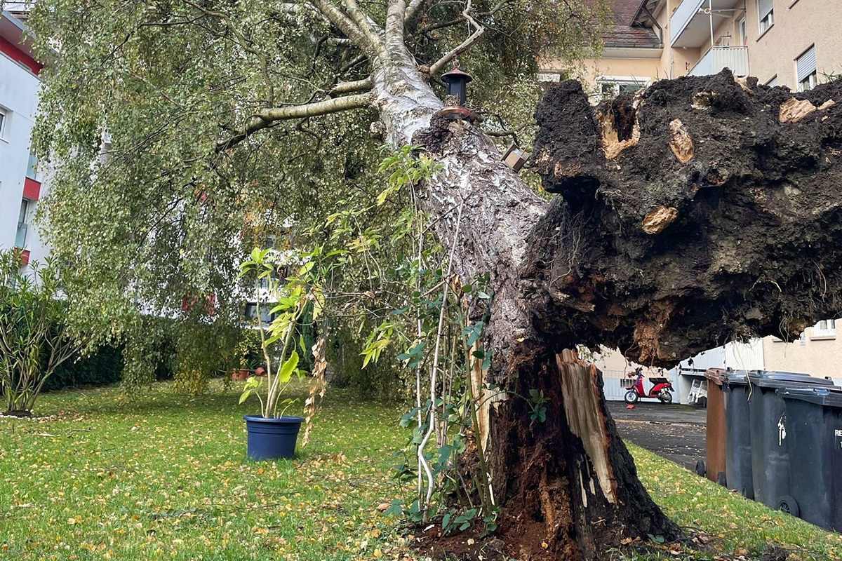 Konstanz BW – Zahlreiche umgestürzte Bäume nach Sturmtief