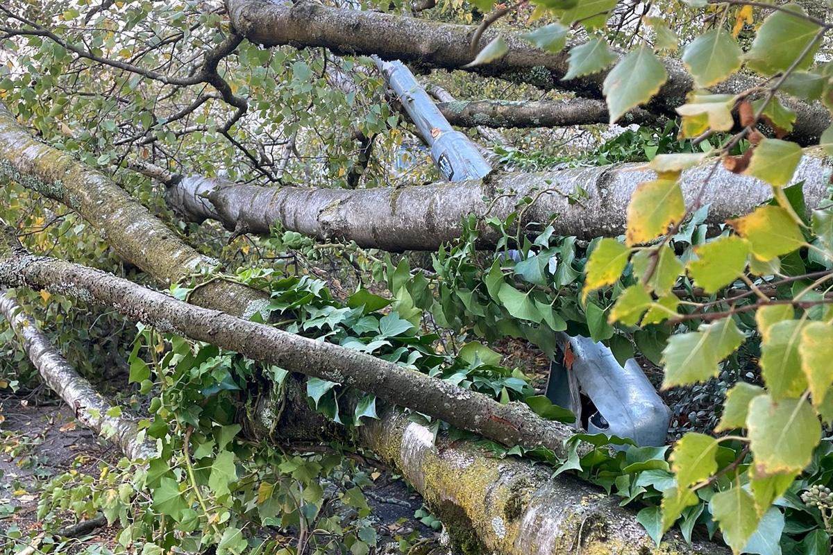 Konstanz BW – Zahlreiche umgestürzte Bäume nach Sturmtief