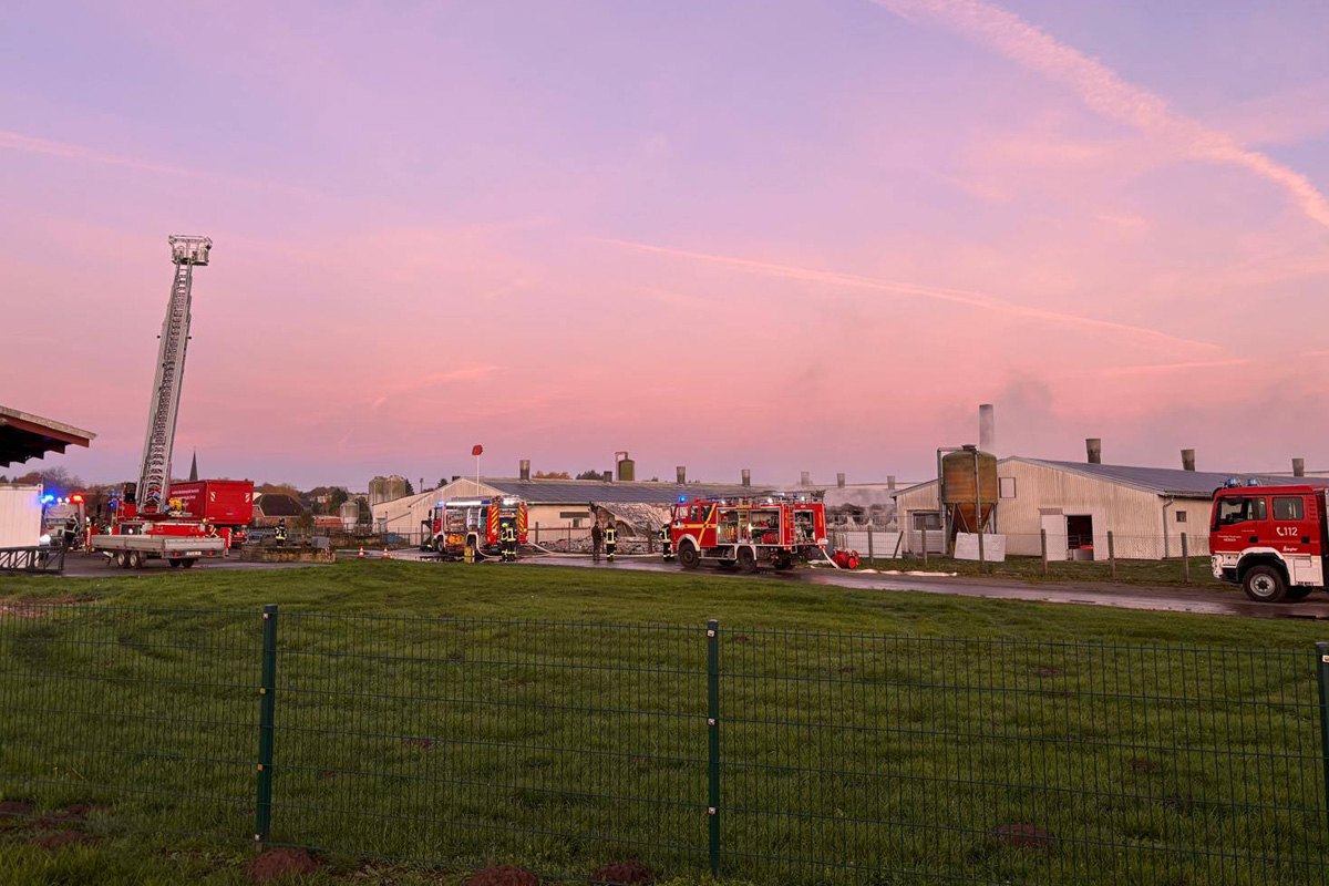 Siedenbollentin MV – 70 Tiere verenden bei Großbrand in Schweinestall
