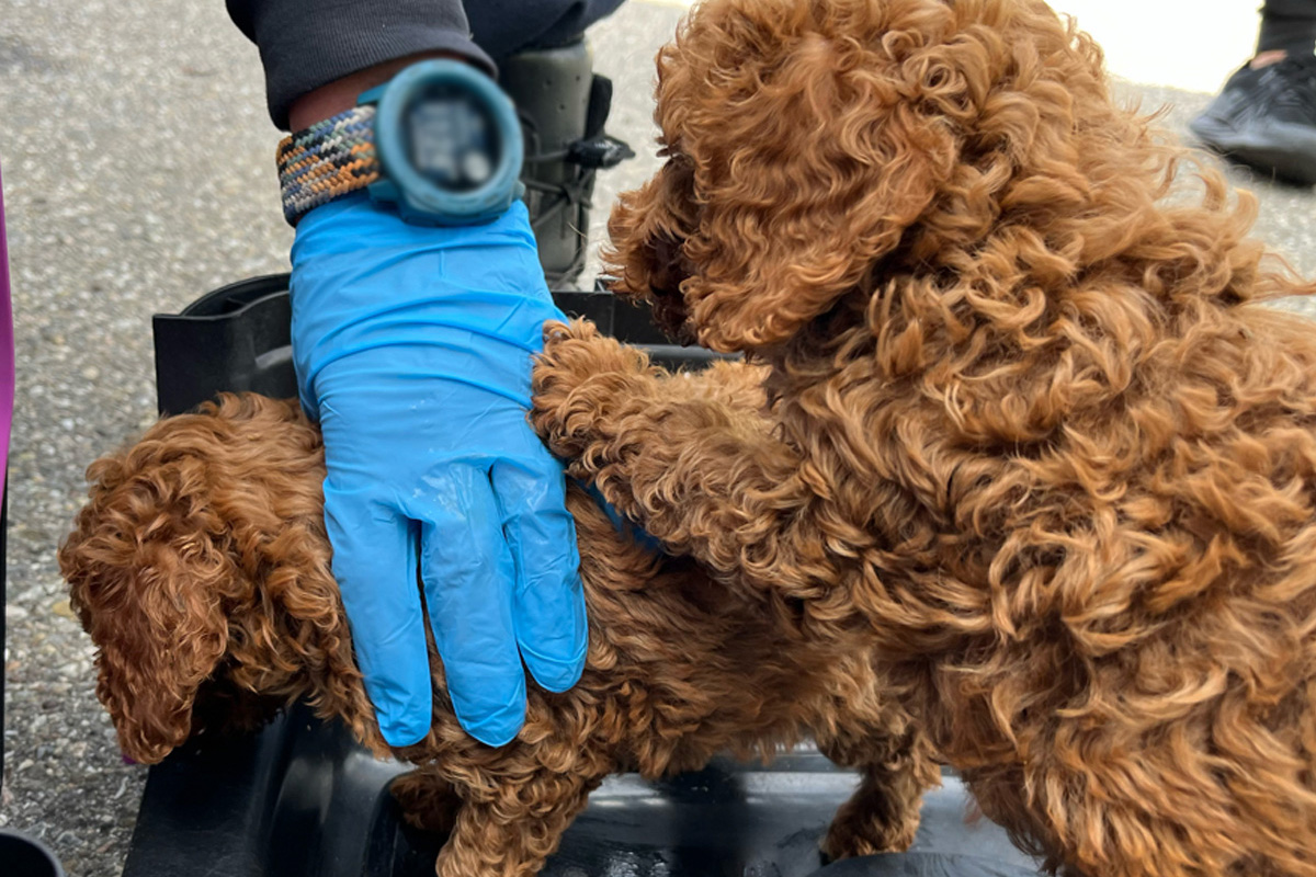 Freiburg BW – Illegaler Handel mit Welpen dank Zeuge verhindert