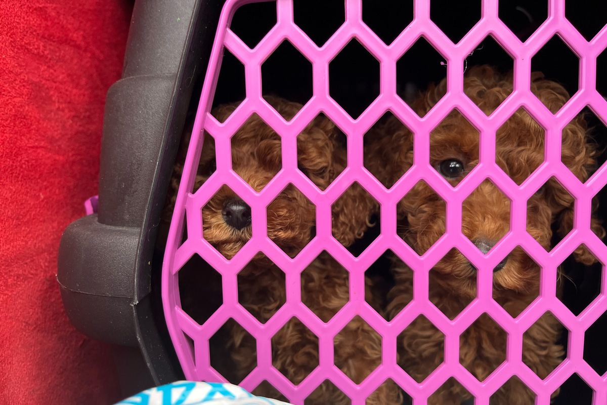 Freiburg BW – Illegaler Handel mit Welpen dank Zeuge verhindert