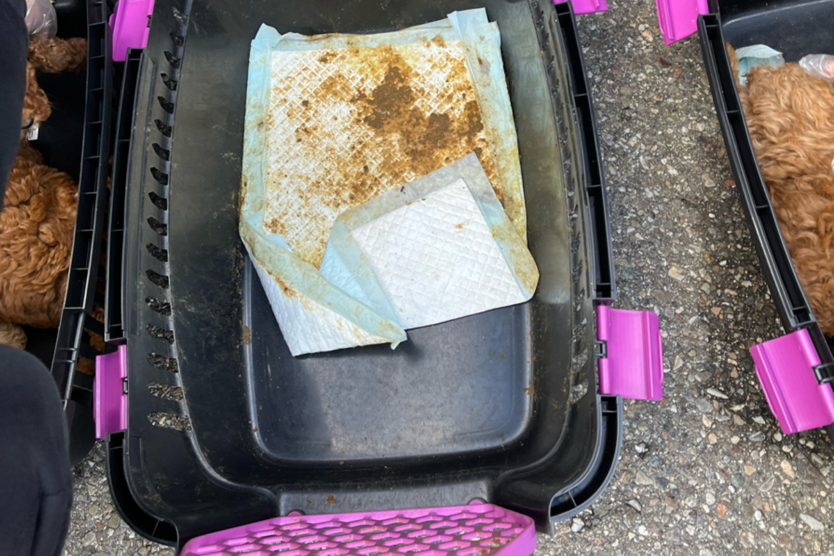 Freiburg BW – Illegaler Handel mit Welpen dank Zeuge verhindert