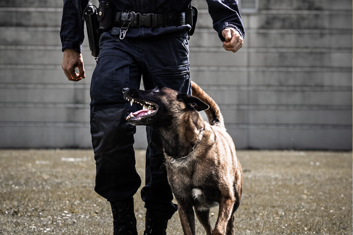 Graz ST – Polizeihund Loki stellt Einbrecher