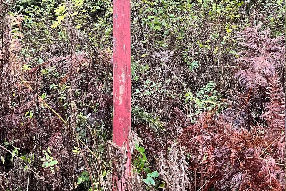 Dassel NI – Tote Hündin gefunden - Verstoß gegen Tierschutzgesetz