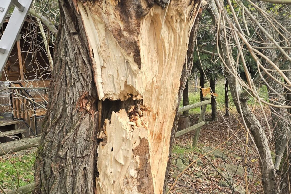 Oberpullendorf B – Feuerwehr rettet Katze aus morschem Baum