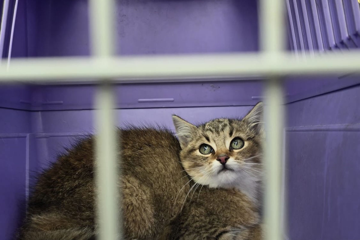 Oberpullendorf B – Feuerwehr rettet Katze aus morschem Baum