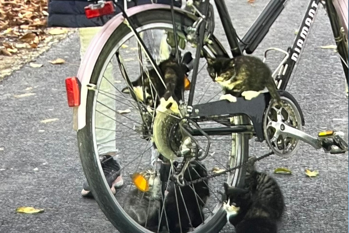 Geseke NW – Ausgesetzte Katzenkinder in Sicherheit gebracht