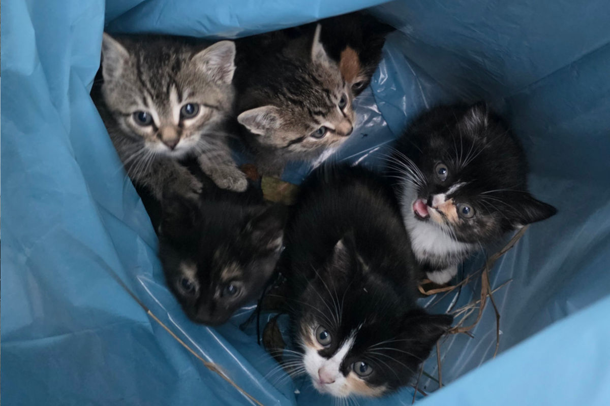 Geseke NW – Ausgesetzte Katzenkinder in Sicherheit gebracht