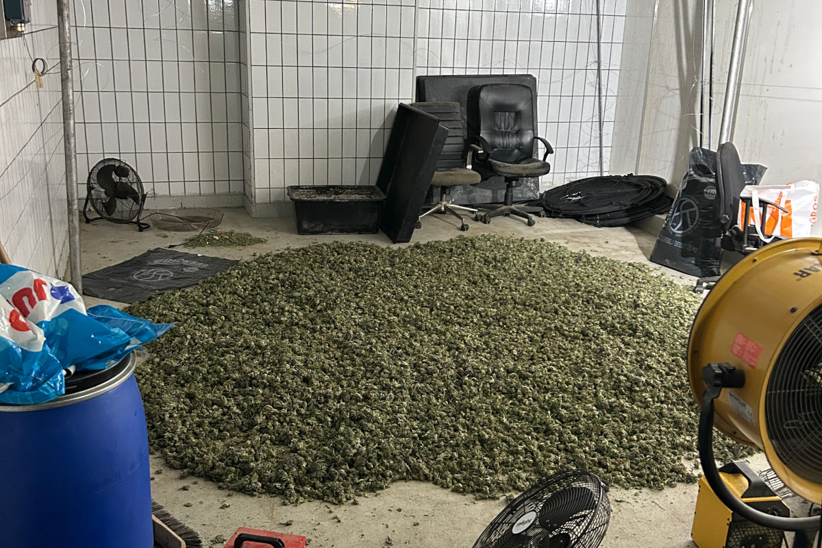 Lenzburg AG – Hanfplantage und geschmuggeltes Fleisch entdeckt