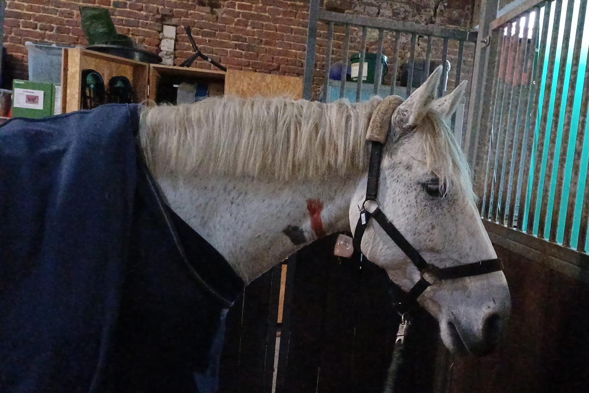 Datteln NW – Pferd steckt nach Ausbruchsversuch in Fenster fest