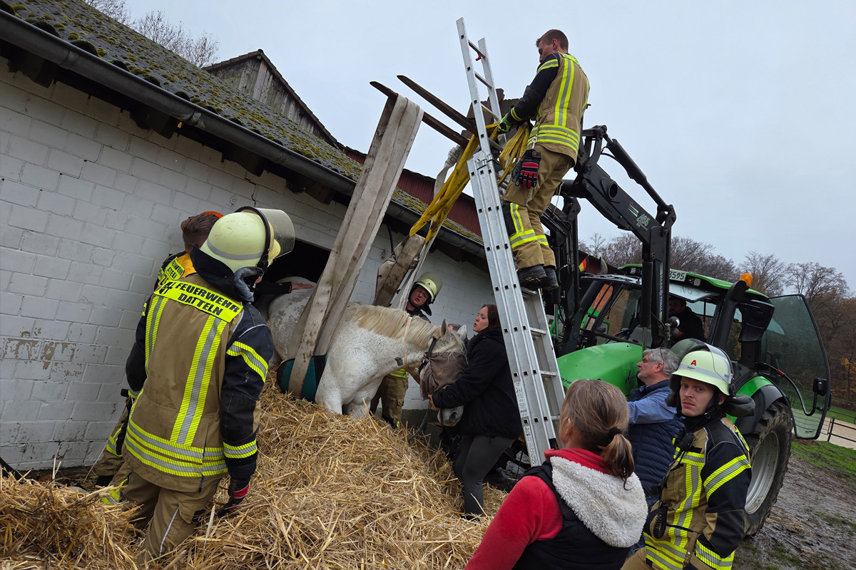 Datteln NW – Pferd steckt nach Ausbruchsversuch in Fenster fest