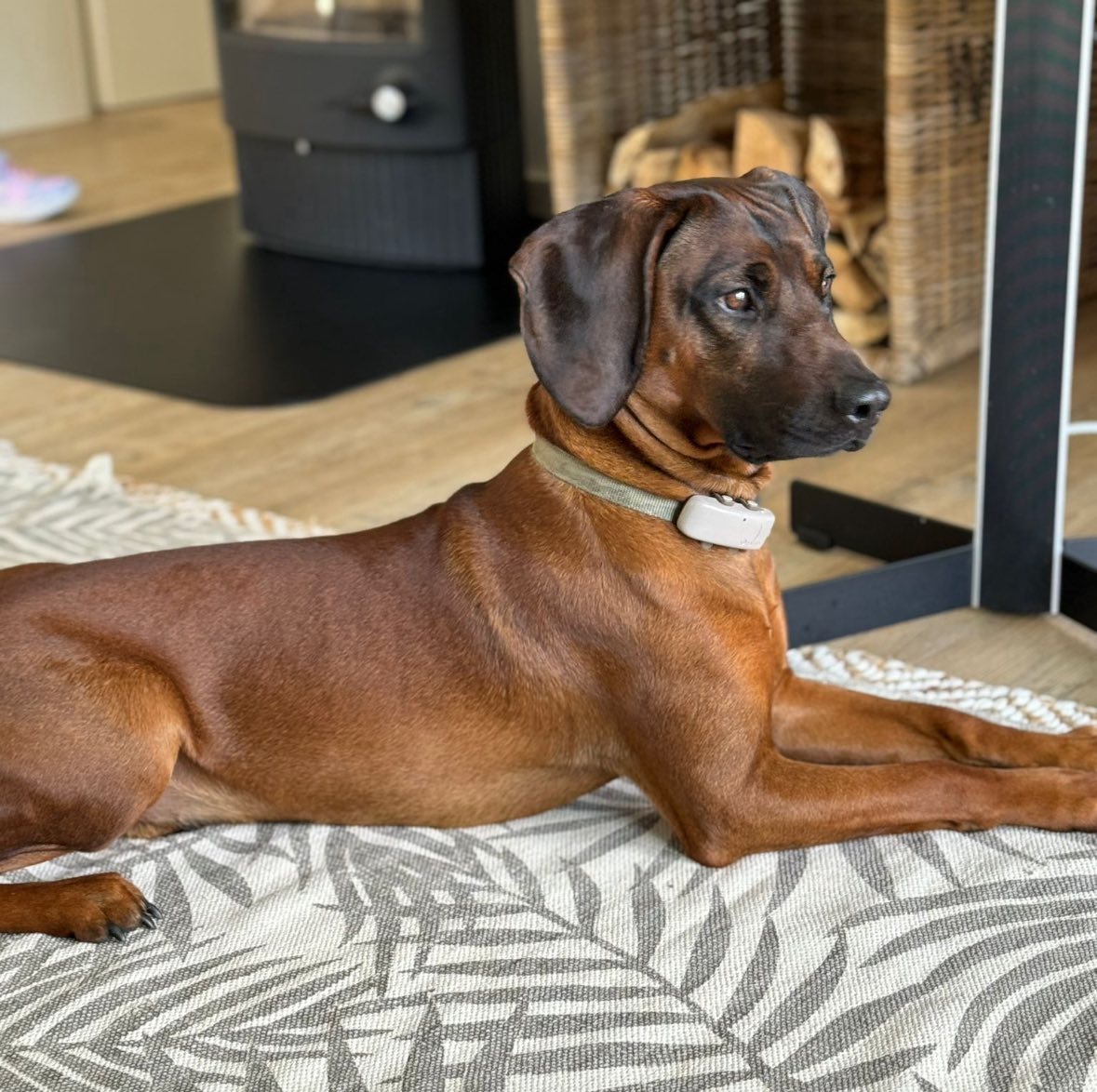 B51 Trier RP – Nach tödlichem Unfall – Hund wird vermisst