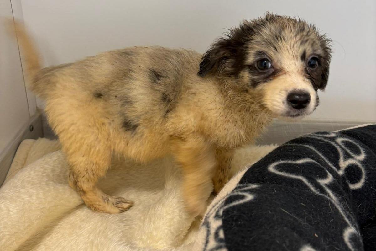 Wippra ST – 130 verwahrloste Hunde aus Wohnhaus gerettet