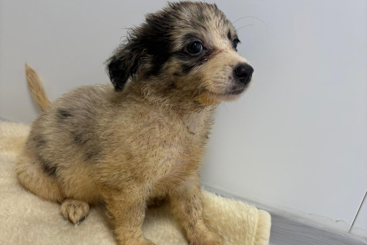 Wippra ST – 130 verwahrloste Hunde aus Wohnhaus gerettet