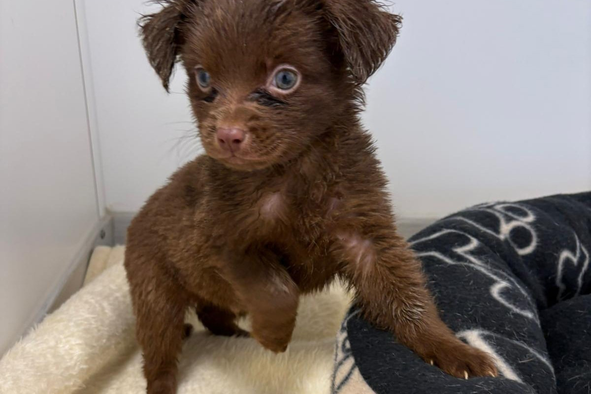 Wippra ST – 130 verwahrloste Hunde aus Wohnhaus gerettet