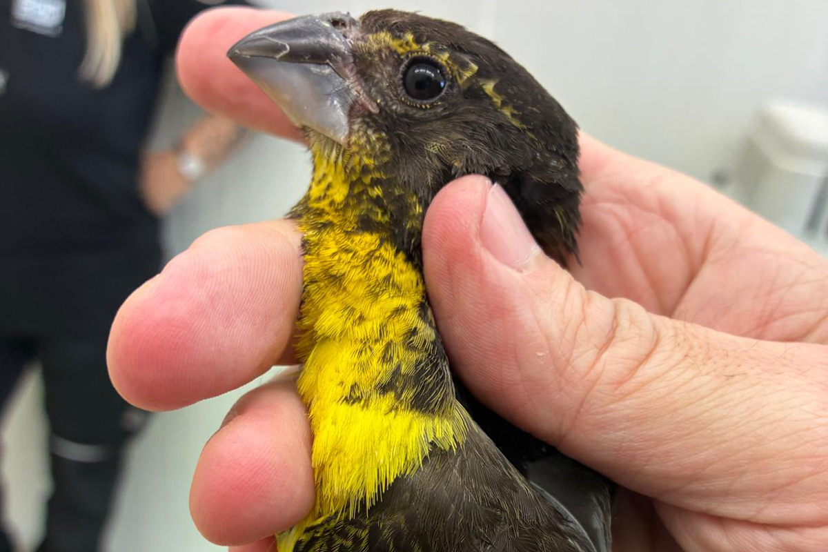 München BY – Sieben seltene Singvögel im Handgepäck entdeckt