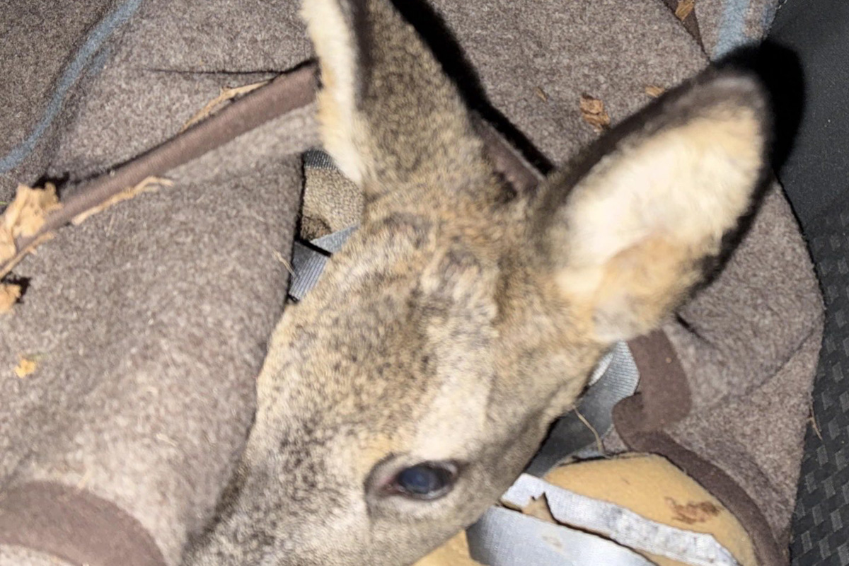Vallendar RP – Feuerwehr befreit Reh aus Zaun