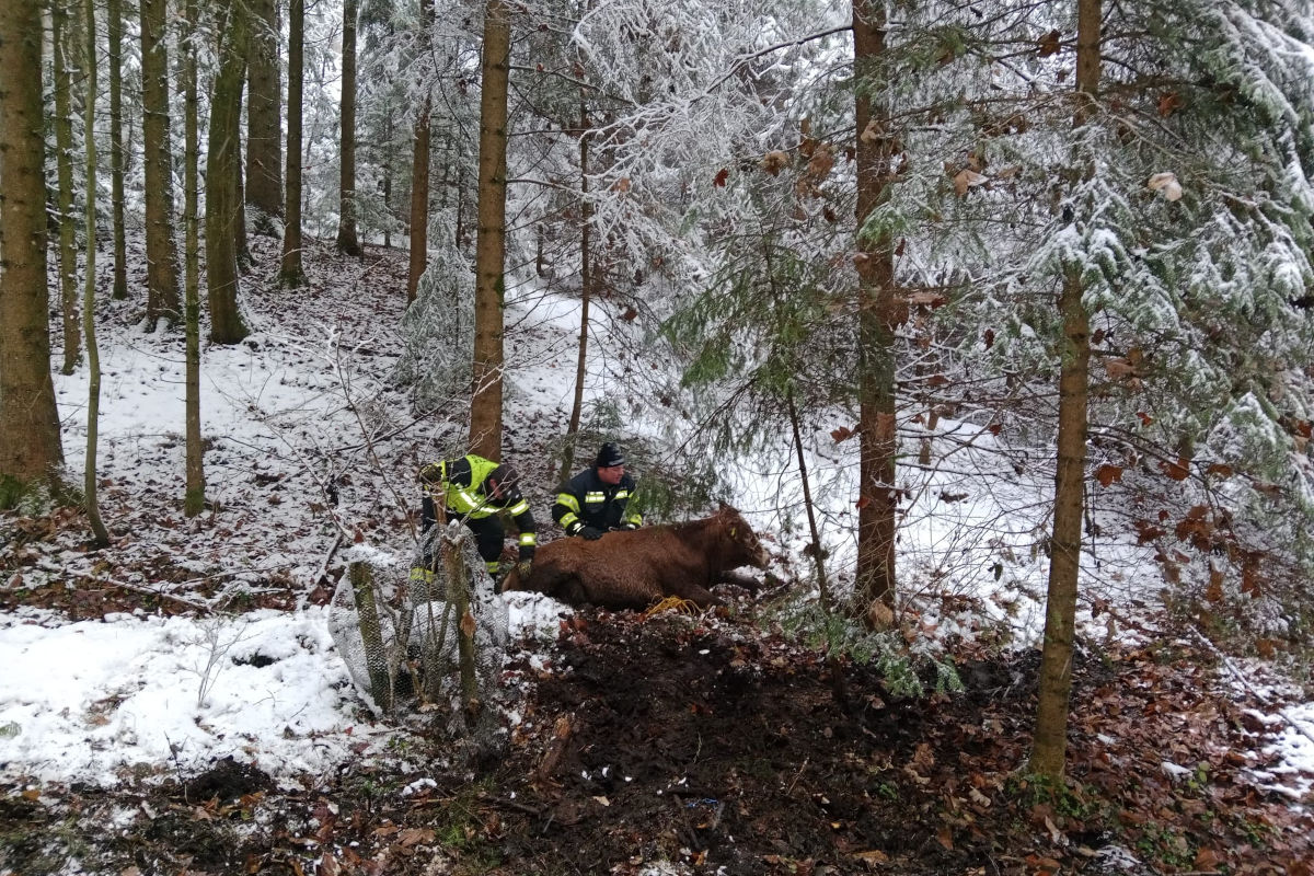 Helfenberg OÖ – Rinder auf der Flucht
